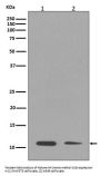 Anti-Histone H4 (mono methyl K16) HIST1H4A Rabbit Monoclonal Antibody