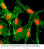 Anti-Acetyl-Histone H4 (Lys12) HIST1H4A Rabbit Monoclonal Antibody, Clone#RM202