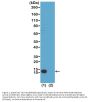 Anti-Trimethyl-Histone H4 (Lys20) HIST1H4A Rabbit Monoclonal Antibody, Clone#RM208