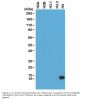 Anti-Histone H4 HIST1H4A Rabbit Monoclonal Antibody, Clone#RM212