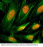 Anti-Histone H4 HIST1H4A Rabbit Monoclonal Antibody, Clone#RM212