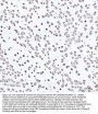 Anti-Histone H4 HIST1H4A Rabbit Monoclonal Antibody