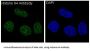 Anti-Histone H4 HIST1H4A Rabbit Monoclonal Antibody