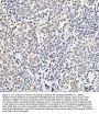 Anti-Histone H4 HIST1H4A Rabbit Monoclonal Antibody