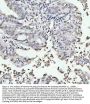 Anti-Histone H4 HIST1H4A Rabbit Monoclonal Antibody