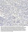 Anti-Histone H4 HIST1H4A Rabbit Monoclonal Antibody