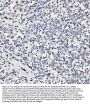 Anti-Histone H4 HIST1H4A Rabbit Monoclonal Antibody