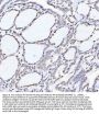 Anti-Histone H4 HIST1H4A Rabbit Monoclonal Antibody