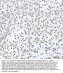 Anti-Histone H4 HIST1H4A Rabbit Monoclonal Antibody