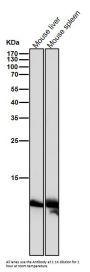 Anti-Histone H4 (acetyl K16) HIST1H4A Monoclonal Antibody