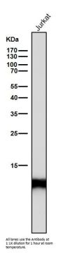 Anti-Histone H4 (acetyl K16) HIST1H4A Monoclonal Antibody