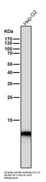 Anti-Histone H4 (acetyl K16) HIST1H4A Monoclonal Antibody