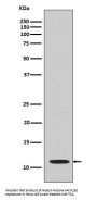 Anti-Histone H4 (acetyl K16) HIST1H4A Monoclonal Antibody