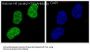 Anti-Histone H4 (acetyl K16) HIST1H4A Monoclonal Antibody