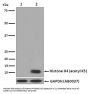 Anti-Histone H4 (acetyl K5) HIST1H4A Monoclonal Antibody