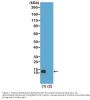 Anti-Monomethyl-Histone H4 (Arg3) HIST1H4A Rabbit Monoclonal Antibody, Clone#RM195
