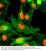 Anti-Monomethyl-Histone H4 (Arg3) HIST1H4A Rabbit Monoclonal Antibody, Clone#RM195