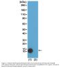 Anti-Acetyl-Histone H4 (Lys5) HIST1H4A Rabbit Monoclonal Antibody, Clone#RM199