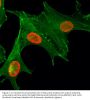 Anti-Acetyl-Histone H4 (Lys5) HIST1H4A Rabbit Monoclonal Antibody, Clone#RM199