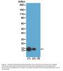 Anti-Acetyl-Histone H4 (Lys8) HIST1H4A Rabbit Monoclonal Antibody, Clone#RM201