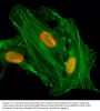 Anti-Acetyl-Histone H4 (Lys8) HIST1H4A Rabbit Monoclonal Antibody, Clone#RM201