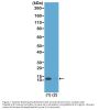 Anti-Acetyl-Histone H4 (Lys16) HIST1H4A Rabbit Monoclonal Antibody, Clone#RM204