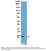 Anti-Acetyl-Histone H4 (Lys20) HIST1H4A Rabbit Monoclonal Antibody, Clone#RM205