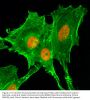 Anti-Acetyl-Histone H4 (Lys20) HIST1H4A Rabbit Monoclonal Antibody, Clone#RM205
