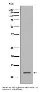 Anti-Histone H4 (tri methyl K20) HIST1H4A Rabbit Monoclonal Antibody