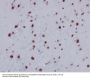 Anti-Histone H2A (acetyl K9) HIST1H2AB Monoclonal Antibody