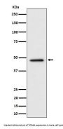 Anti-TOR4A Rabbit Monoclonal Antibody