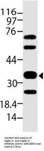 Anti-Siglec-H Antibody (Monoclonal, ABM2B55)
