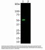 Anti-CAS9 C-terminal Monoclonal Antibody