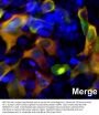 Anti-CAS9 C-terminal Monoclonal Antibody