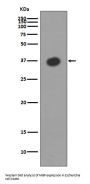 Anti-Maltose Binding Protein malE Rabbit Monoclonal Antibody
