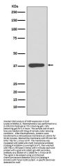 Anti-MBP Rabbit Monoclonal Antibody