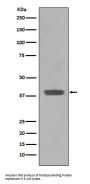 Anti-Maltose Binding Protein malE Rabbit Monoclonal Antibody