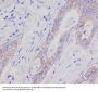 Anti-EpCAM/Trop1 Rabbit Monoclonal Antibody
