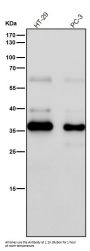 Anti-EpCAM/Trop1 Rabbit Monoclonal Antibody