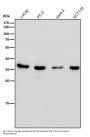 Anti-EpCAM/Trop1 Rabbit Monoclonal Antibody