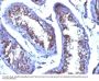 Anti-Testosterone Monoclonal Antibody