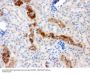 Anti-Calbindin-D Calb1 Antibody (Monoclonal, CB-955)