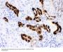 Anti-Calbindin-D Calb1 Antibody (Monoclonal, CB-955)