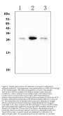 Anti-Calbindin-D Calb1 Antibody (Monoclonal, CB-955)
