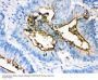 Anti-Episialin, EMA MUC1 Antibody (Monoclonal, GP1.4)