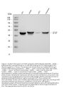 Anti-GFAP Antibody (Monoclonal, G-A-5)