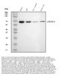 Anti-HSP60 Hspd1 Antibody (Monoclonal, LK1)