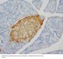 Anti-Insulin Ins2 Antibody (Monoclonal, K36AC10)