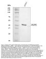 Anti-Phospho-MAP Kinase, Activated(Diphosphorylated ERK-1&2) Mapk3 Antibody (Monoclonal, MAPK-YT)