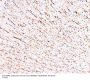 Anti-MAP1 Antibody (Monoclonal, HM-1)